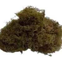 Musgo Para Kokedama,Tutor, Bonsai, Maceta, Suelo Deco